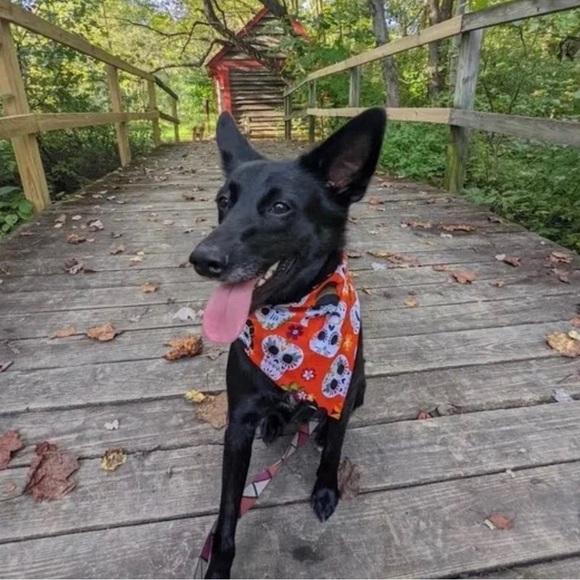 New Pretty Posies Handmade Reversible Over Collar Dog Bandana XS SM M Large XL - Picture 4 of 6